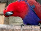 Eclectus Parrot
