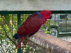 Eclectus Parrots