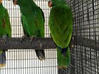 Eclectus Parrots