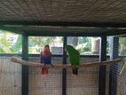 Eclectus Parrots
