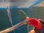 Eclectus Parrots