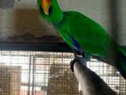 Eclectus Parrots