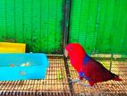Eclectus Parrot Pair