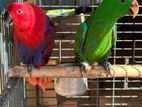 Eclectus Young Pair