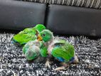 Eclectus Chick