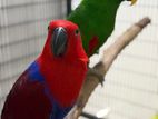 Eclectuse pair