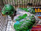Ecletus birds