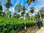 Eco-Friendly Tea Estate Land for Sale in Pinnaduwa, Galle (C7-5333)