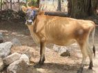 ஏசி பசு மாடு