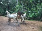 ඒළුවන්
