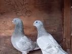 Pigeons
