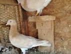 Eeyam Samara Pigeon