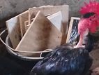 Farm Chicken