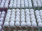White Egg