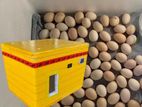 Egg incubator