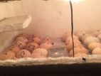 Egg Incubator