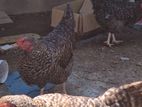 Egg-Laying Chickens