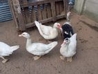 Egg Laying Ducks