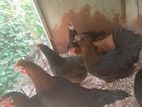 egg laying gam kikili