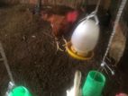 Egg Laying Hen with Cage
