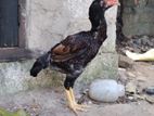 Hens (Kikilian)