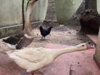 Egg Laying Pair of Goose