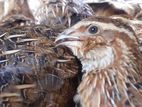 Egg Laying Quail