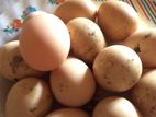 Egg - පැස්බරා බිත්තරය