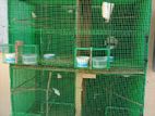 Finches Birds with Cage