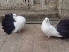 Pigeon