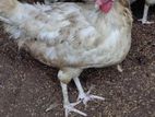 Farm Chickens