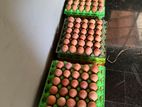 RIR Eggs