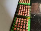 RIR Eggs
