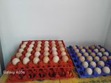 Eggs (Village Egg/ගම් බිත්තර)