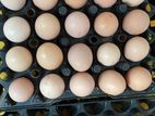 Eggs (Village Eggs/ගම් බිත්තර)