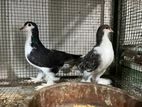 Egypson Pigeon