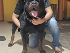 Egyptian Imported Rottweiler Male for Crossing