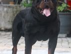 Egyptian Imported Rottweiler Male for Crossing