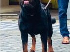 Egyptian Rottweiler Male for sturds