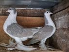 Egyptian Pigeon