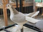Jumbo Pigeon