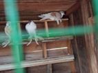 Pigeons