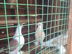 Pigeons