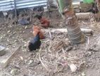 එක් කුකුලෙක් සමඟ කිකිලියෝ