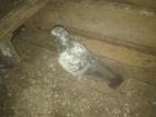Pigeons
