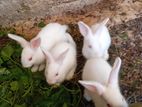 Rabbits