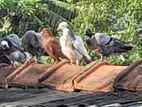 Pigeons