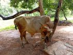 එල හරකා