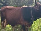 එල වස්සා