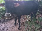 එල වස්සේක්‌